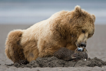 Fototapeta premium Grizzly Bear, Hallo Bay, Katmai National Park, Alaska