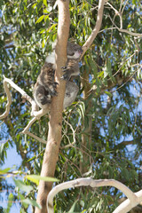 koala on the branch of a tree resting. Perth, Western Australia, Australia.
