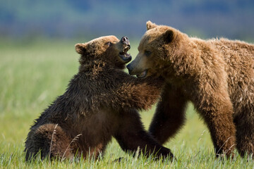 Obraz premium Grizzly Bears Playing, Hallo Bay, Katmai National Park, Alaska