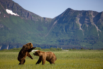 Grizzly Bears Playing, Hallo Bay, Katmai National Park, Alaska
