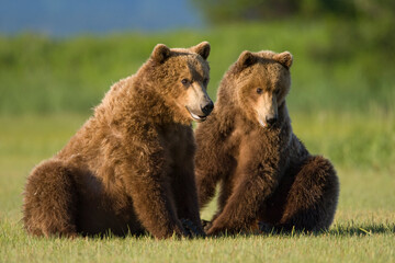 Obraz premium Grizzly Bears, Hallo Bay, Katmai National Park, Alaska