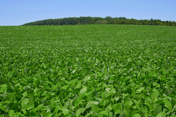 Green soybean wide field in summertime