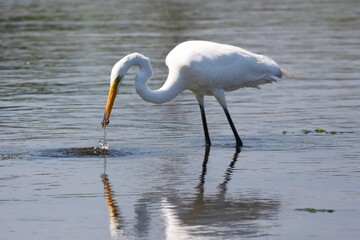 Egret_Fishing 30