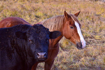 Pretty horse and cow on a Canadian farm in Quebec, Lanaudière region