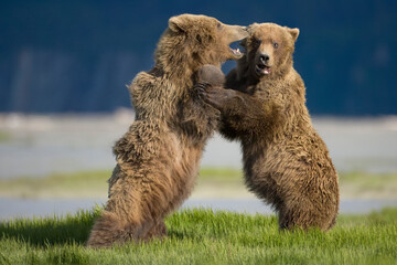 Grizzly Bears Playing, Katmai National Park, Alaska