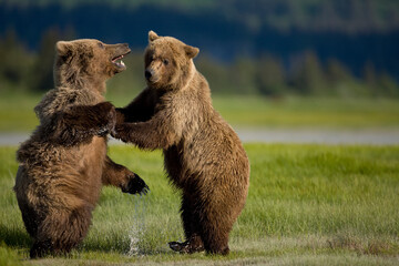 Grizzly Bears Playing, Katmai National Park, Alaska