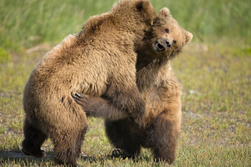Obraz premium Grizzly Bears Wrestle, Hallo Bay, Katmai National Park, Alaska
