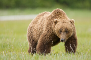 Obraz na płótnie Canvas Grizzly Bear, Hallo Bay, Katmai National Park, Alaska