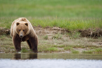 Grizzly Bear, Katmai National Park, Alaska