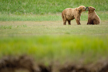 Obraz premium Grizzly Bear, Katmai National Park, Alaska