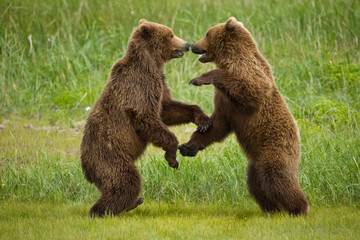 Fototapeta premium Grizzly Bears Wrestling, Katmai National Park, Alaska