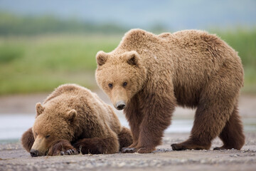 Obraz premium Grizzly Bears, Katmai National Park, Alaska
