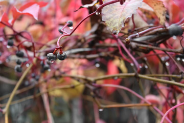 A twisted wild grape with small berries and red leaves after rain. Foliage with raindrops. Autumn