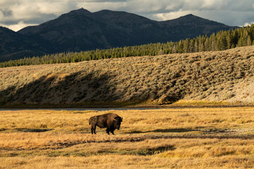 Bull bison (Bison bison) grazing in meadow along Yellowstone River   Wyoming