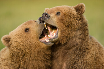 Grizzly Bears Wrestling, Katmai National Park, Alaska