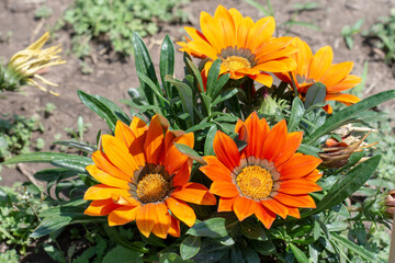 orange flowers in the garden