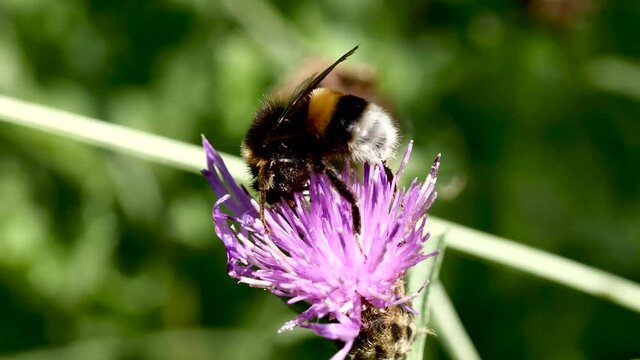 Bourdon sur fleur.