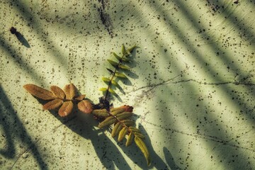 Parasite fern sprout up on cracked old wall