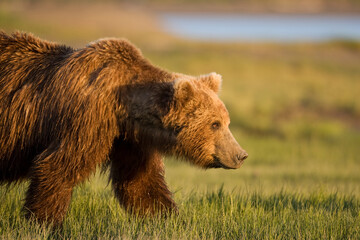 Grizzly Bear, Katmai National Park, Alaska