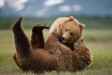 Grizzly Bears Wrestling, Katmai National Park, Alaska