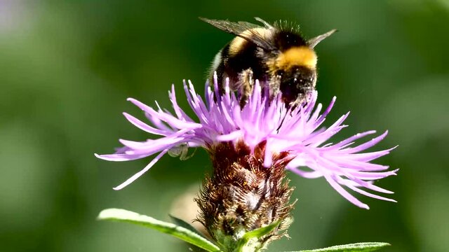 Bourdon sur fleur.