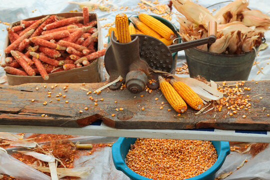 Old manual corn shucker, stripping and shelling of corn cobs