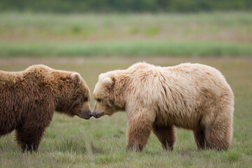 Grizzly Bears, Katmai National Park, Alaska