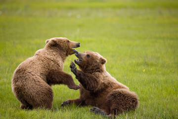 Grizzly Bears Wrestling, Katmai National Park, Alaska