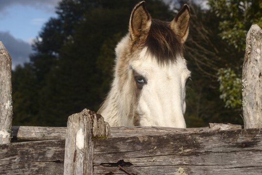 Regard vairon