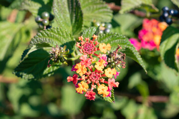 Lantana camara sanguinea, Verbenaceae family. It's a Mediterranean garden plant highly appreciated for the amount of flowers it offers us and for the long period of time it does