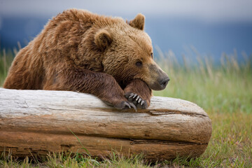Grizzly Bear, Hallo Bay, Katmai National Park, Alaska