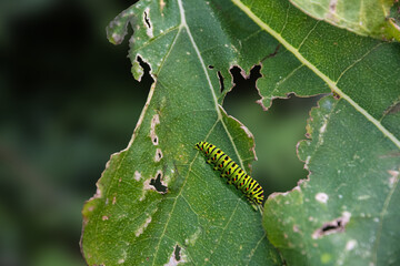 The big caterpillar on a green leaf. Caterpillars eating the leaves