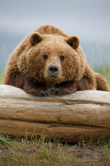 Grizzly Bear, Hallo Bay, Katmai National Park, Alaska