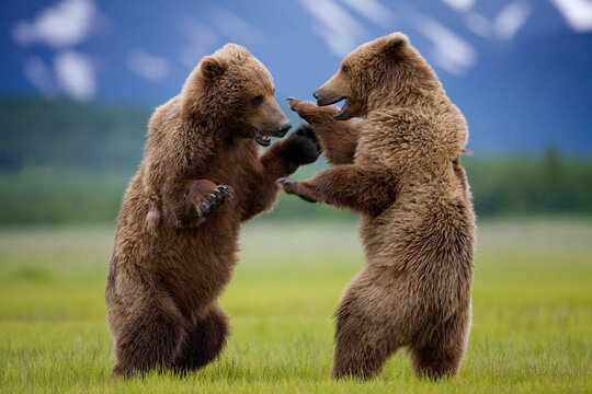 Grizzly Bears Sparring, Katmai National Park, Alaska
