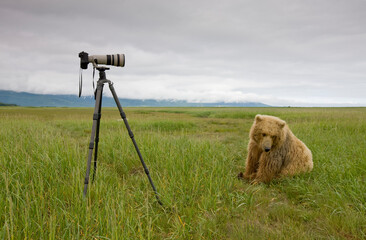 Grizzly Bear, Hallo Bay, Katmai National Park, Alaska