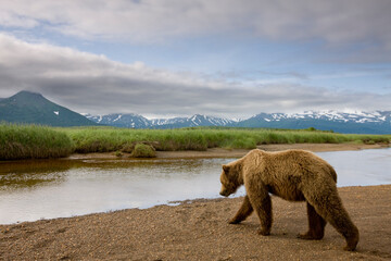 Grizzly Bear, Hallo Bay, Katmai National Park, Alaska