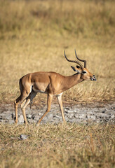 Naklejka na ściany i meble Vertical portrait of male impala sticking its tongue out in morning sunlight in Botswana