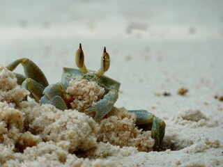 crabe faisant un trou dans le sable