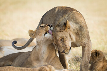 Lioness and young male lion greeting each other in Masai Mara in Kenya