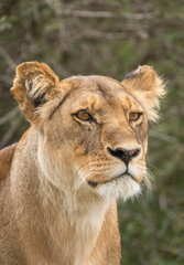 Vertical portrait of a female lioness looking alert in Ndutu in Tanzania