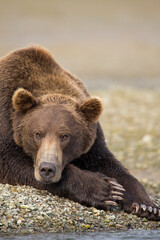 Grizzly Bear, Katmai National Park, Alaska