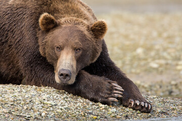 Naklejka na ściany i meble Grizzly Bear, Katmai National Park, Alaska