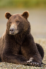 Naklejka premium Grizzly Bear, Katmai National Park, Alaska