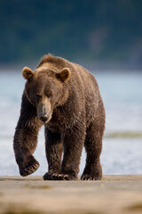 Obraz na płótnie Canvas Grizzly Bear, Katmai National Park, Alaska
