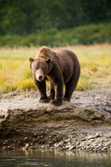 Obraz na płótnie Canvas Grizzly Bear, Katmai National Park, Alaska