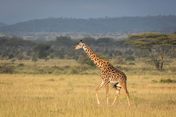 Adult female giraffe walking in dry grass in Serengeti in Tanzania