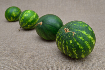 Watermelons are in a row on a rough burlap