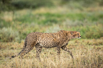 Adult cheetah walking in the rain in Ndutu in Tanzania
