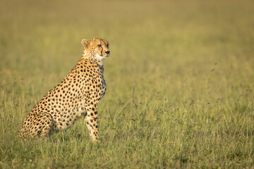 Adult cheetah sitting in tall green grass in Masai Mara in Kenya