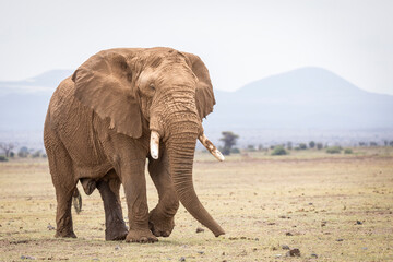 Fototapeta na wymiar Large bull elephant covered in dry mud walking in Amboseli in Kenya
